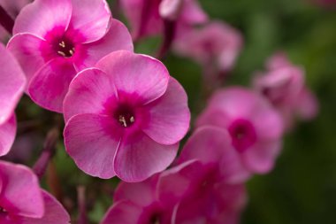 Yeşil arka plan üzerinde pembe bahçe phlox