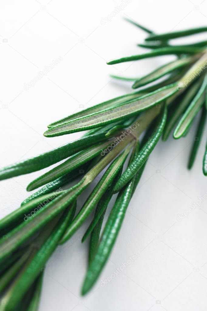 Macro of rosemary sprig, fresh aromatic spices