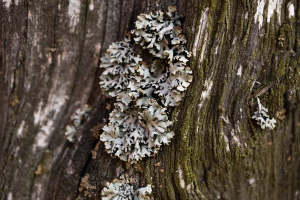 Ağaç kabuğu üzerinde yakın çekim parmeliopsis ve yosun
