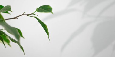 Ficus beyaz bir arka plan, afiş biçimi üzerinde bırakır ve gölge. Cr