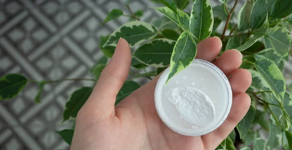White mineral powder in female palm near green ficus leaves