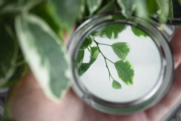 Reflexão de ramo ficus em volta pequeno espelho na mão feminina — Fotografia de Stock