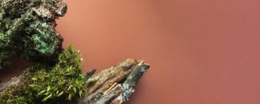 Ağaç kabuğu ve yosunların seçici odak noktası kahverengi arka plan ve fotokopi alanı afişi yatay formatıdır. Orman zemin. Doğal Biyolojik Kozmetik Güzellik Ürünleri Konsepti