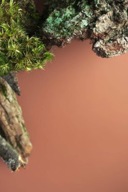 Yosun ve ağaç kabuğu çerçevesi seçici bir şekilde kahverengi arkaplan üzerine odaklanmış ve dikey olarak kopyalanmış. Orman sınır arkaplanı. Doğal eko organik biyokozmetik güzellik ürünü konsepti düz, üst görünüm