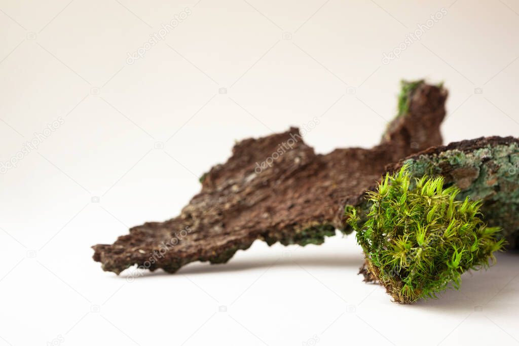 Moss and tree bark with selective focus on light beige background with copy space, horizontal. Forest backdrop. Concept for natural eco organic bio cosmetic beauty product