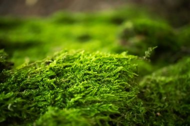 Ormanda seçici odaklı yosun. Doğa yatay arka plan duvar kâğıdı. Makro doğal yeşil doku