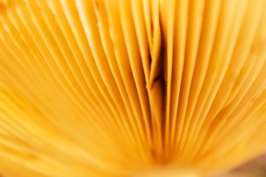 Sonbahar sarısı yumuşaklığı bulanık duvar kağıdı. Çözülmüş soyut yatay arkaplan. Sadelik dalgalı dokusu