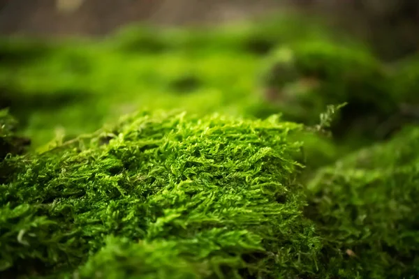 Ormanda seçici odaklı yosun. Doğa yatay arka plan duvar kâğıdı. Makro doğal yeşil doku