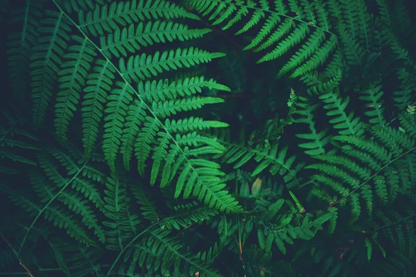 Ферн Залишає Задньому Плані Темний Настрій Таємниця Природи Лісі — стокове фото