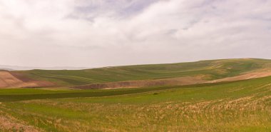 Dağlarda yeşil buğday tarlaları. Shemakha. Azerbaycan.