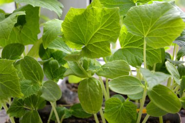 Salatalık fideleri yakın plan. Arka plan bulanık. Yeşil yapraklar güneşi yansıtır. Pencere kenarında sebze yetiştiriyorum..