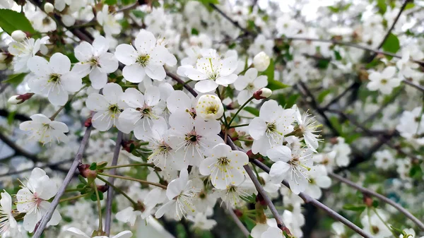 Цветение Вишни Крупным Планом Плоды Ягоды Весной Летом Цветение Сакуры — стоковое фото