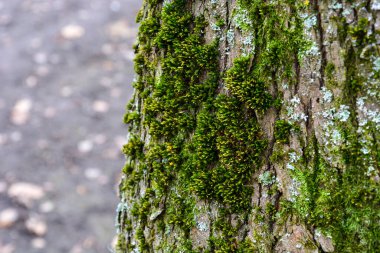 Bir ağacın gövdesinde yeşil yosun yetişir. Arka plan bulanık. Yosun detaylarına odaklan..