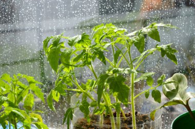 Domates. Arka plan bulanık. Dışarıda yağmur yağıyor. Yeşil yapraklar güneşi yansıtır. Pencere camına yağmur damlası. Islak ve şeffaf cam dokusunda yağmur damlalarının arkaplanı. Dışarıda yağmur yağıyor..