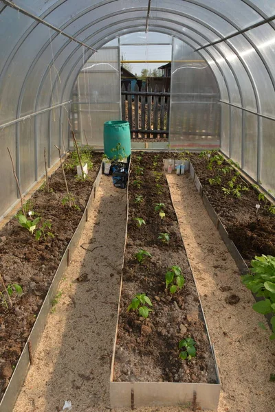 春と秋の温室 苗を植えるための土壌の準備 庭と野菜の庭で秋の仕事 — ストック写真