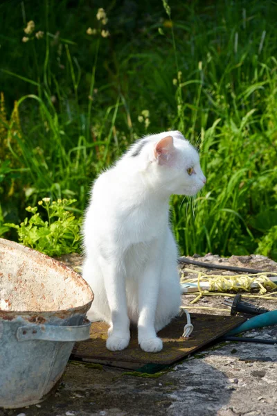 白い子猫のZit Het Gazon 兵士を指導する Een Kat WandeltでデTuin Warme Zomerdag — ストック写真