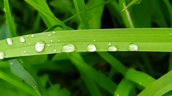 Капли Воды Листьях Сажени Крупным Планом Блестящие Капли Зеленое Растение — стоковое фото