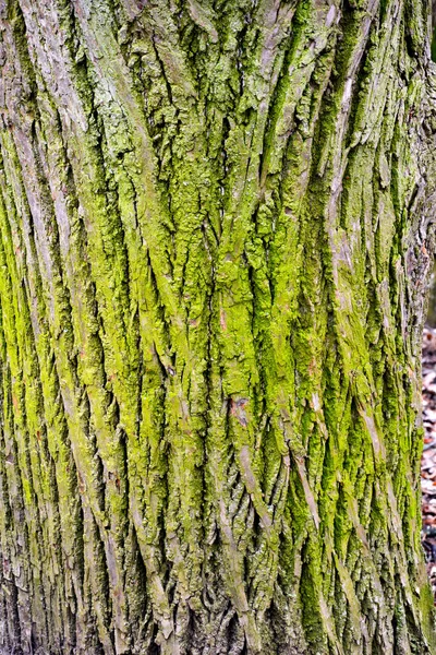 木の幹の樹皮に苔 古い木の質感のクローズアップ — ストック写真