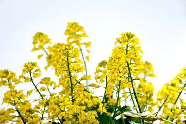 淡淡的背景上的小黄花 横向背景 — 图库照片