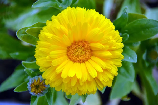 Bela Flor Amarela Close Luz Solar Sobre Fundo Verde Bela — Fotografia de Stock