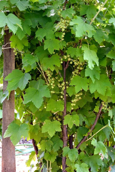 Johannisbeerstrauch Mit Unreifen Beeren Aus Nächster Nähe Beerenstrauch Mit Einer — Stockfoto