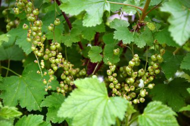 Çalılıklarda kırmızı ve beyaz frenk üzümü dalları. Bahçedeki böğürtlen ağacının olgunlaşmamış meyvesi.