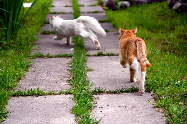 Červená Kočka Honí Bílou Kočku Svého Území Zvyky Zvířat Přírodě — Stock fotografie