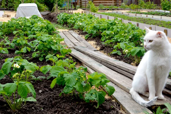 Eine Weiße Katze Ohne Ohr Sitzt Auf Holzplanken Inmitten Einer — Stockfoto