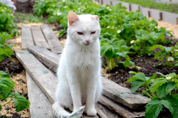 イチゴの列の間に耳のない白い猫が木の板に座っている — ストック写真