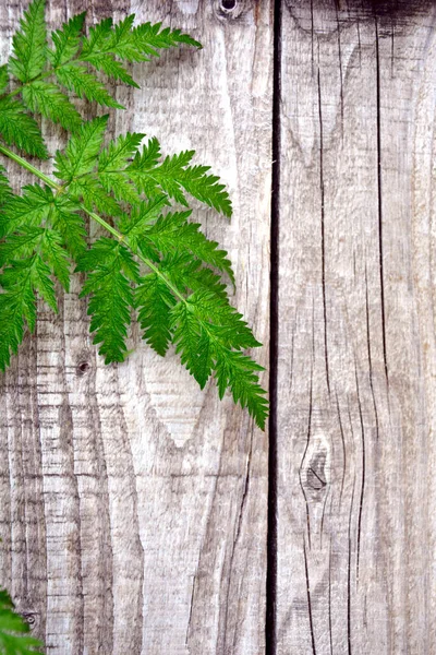 Green carved leaf close-up on a wooden background. The plant lies on top of a background of boards.