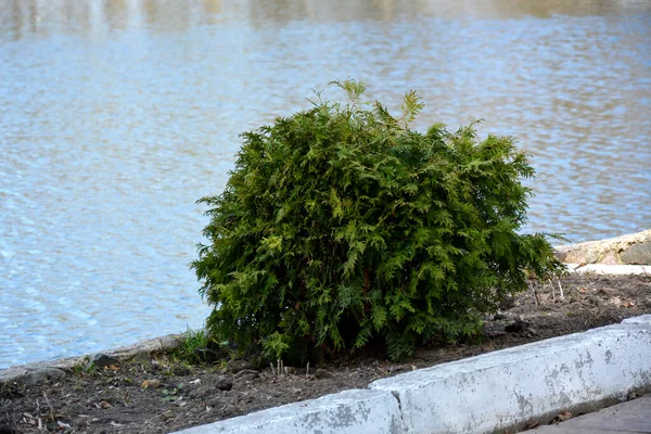 Mały Bukszpan Bush Tle Zbiornika Krzew Ozdobny Rośnie Brzegu Stawu — Zdjęcie stockowe