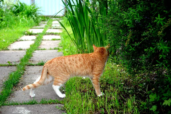 Kırmızı Kedi Yavrusu Bahçede Yürüyor Çizgili Hayvan Yazın Bahçede Çalıların — Stok fotoğraf