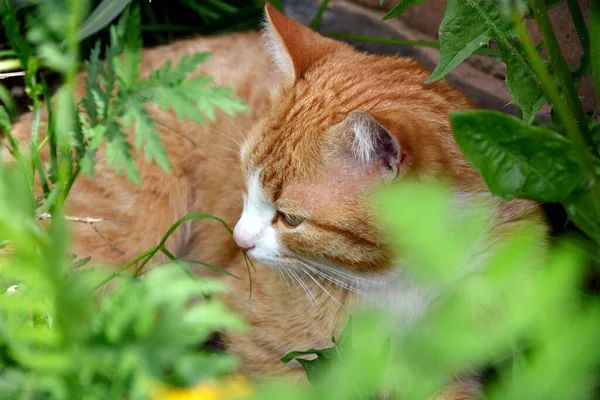Die Rote Katze Liegt Schatten Gras Der Vordergrund Verschwimmt — Stockfoto