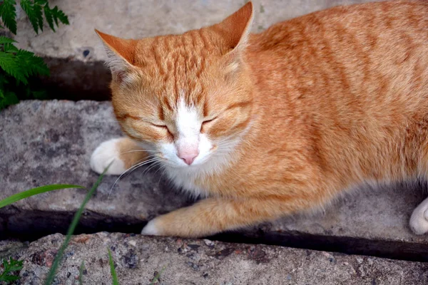 Gato Rojo Yace Con Los Ojos Cerrados Sobre Las Rocas —  Fotos de Stock