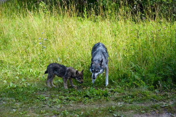 The she-wolf with a small cub on the edge of the forest eating wild game. Hungry forest animals.