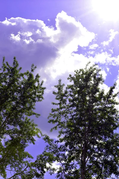 Wierzchołki Drzew Tle Fioletowego Nieba Piękne Różowe Chmury — Zdjęcie stockowe