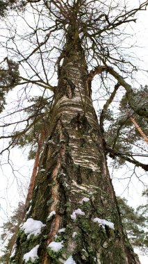 Kuru dalları olan yaşlı yüksek ağaç, aşağıdan yukarıya doğru. Kışın ağaç kabuğu.