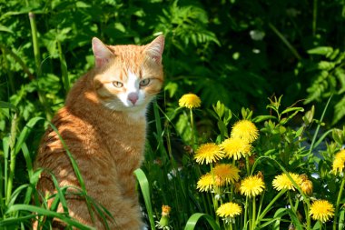 Kızıl kedi çimenlerde ve karahindibalarda oturuyor..