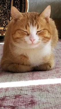 Kedi güneşin altındaki minderin üzerinde dinleniyor..