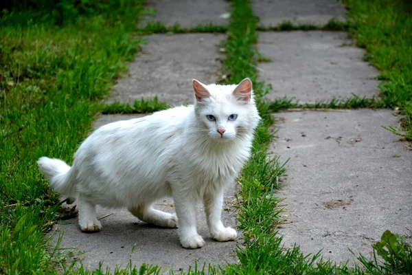 Gato Branco Velho Sem Teto Caminha Quintal Abrigo Misericórdia Com — Fotografia de Stock