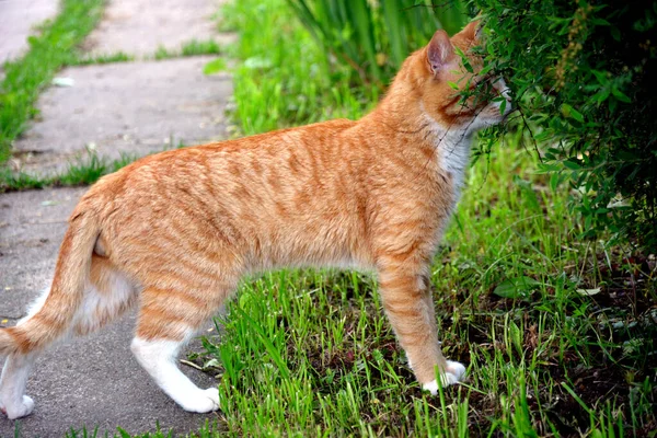 Kırmızı Bir Tekir Kedi Çalılıklarda Avını Arıyor — Stok fotoğraf