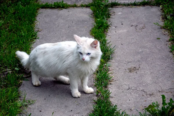 古い白い猫が避難所の庭を歩いている ホームレスの動物への寄付 — ストック写真