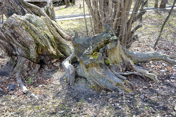 Ormanda Yaşlı Bir Ağaç Kütüğü Parktaki Yaşlı Kuru Ağaç — Stok fotoğraf