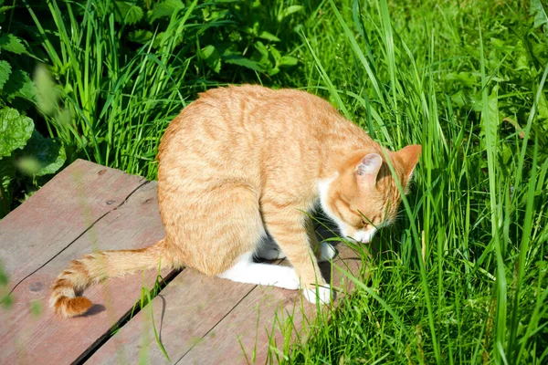 猫は板の上に座って種を食べる — ストック写真