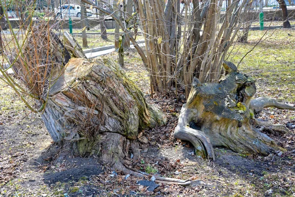 Parktaki Yaşlı Kütükler Kuru Ölü Odun — Stok fotoğraf