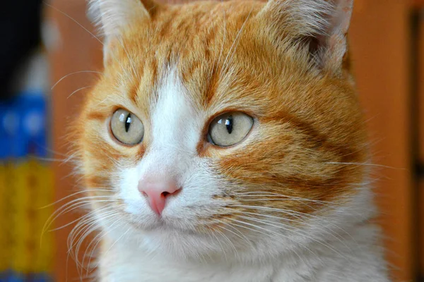 Kırmızı kedi yakın plan, güzel kedi gözleri.
