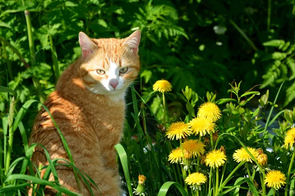 草やタンポポに座っている赤い猫 — ストック写真