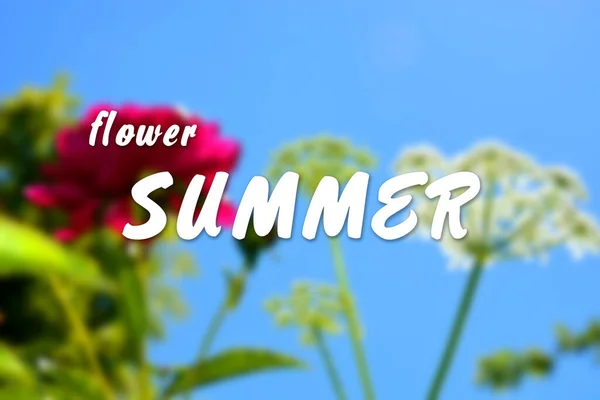 Bloem Zomer Belettering Een Wazige Achtergrond Met Bloemen — Stockfoto