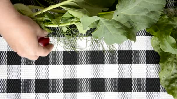 Hintergrund von Gemüse auf einer karierten Serviette. Die Hand legte zwei Radieschen neben Kohlrabi und Dill. Ernährungsprodukt. — Stockvideo