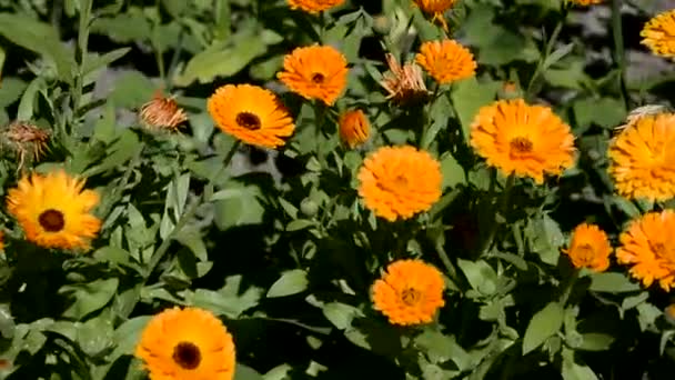 Os arbustos de calêndula de várias sombras de amarelo crescem em um canteiro de flores no jardim . — Vídeo de Stock